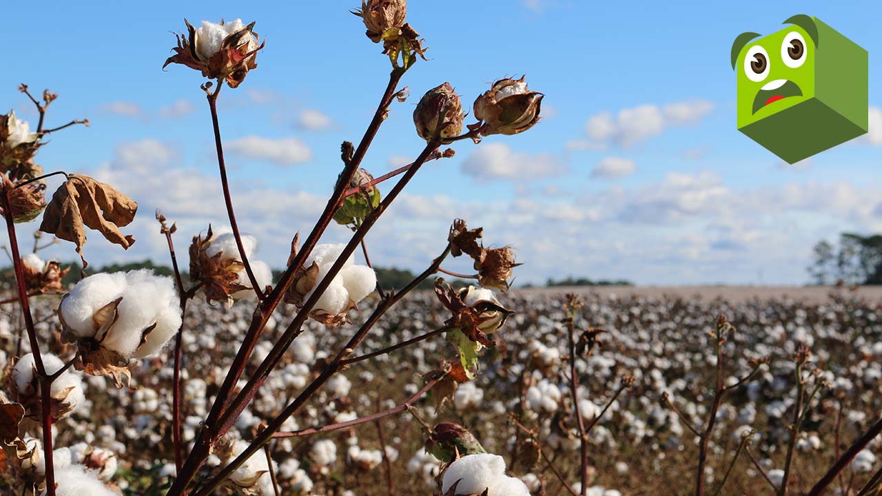 Cotton Field